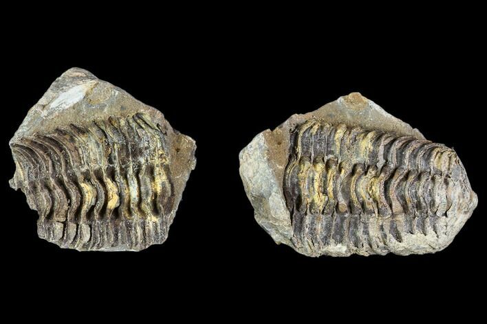 Fossil Calymene Trilobite Nodule - Morocco #106624